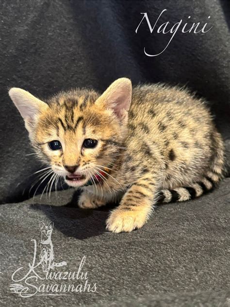 F1, F2, F3, F4, F5 & F6 Savannah Cats for Sale | Contact Now