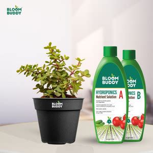 Bloom Buddy Hydroponics AB Nutrient solution + Live Jade Plant ...