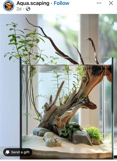 Terrarium From Aquarium