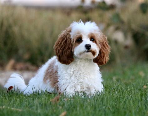 Cavapoo Puppies in Washington | Pacific Northwest Doodles — Pacific ...