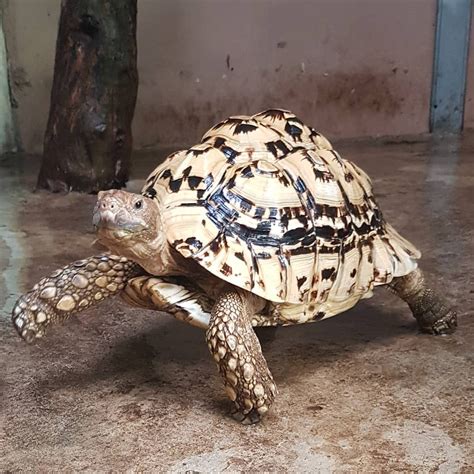Leopard Tortoise Fully Grown