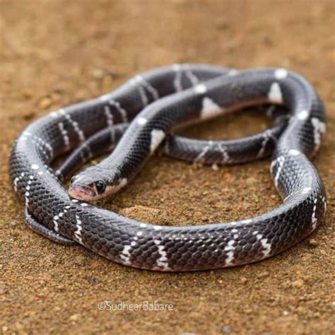 Common krait (Bungarus caeruleus)