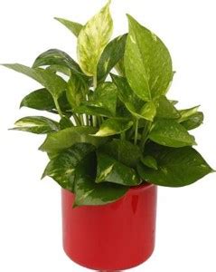 Starlink Money Plant Price in India - Buy Starlink Money Plant online ...