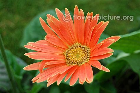 Gerbera daisy varieties