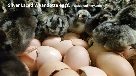 Silver Laced Wyandotte Eggs