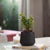 India's Best Online Pot and Planters Store -Bagiyaa