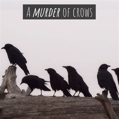 Whats A Flock Of Crows Called at Alyssa Camm blog