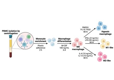Generation of Monocyte-Derived Macrophages from Peripheral Blood ...