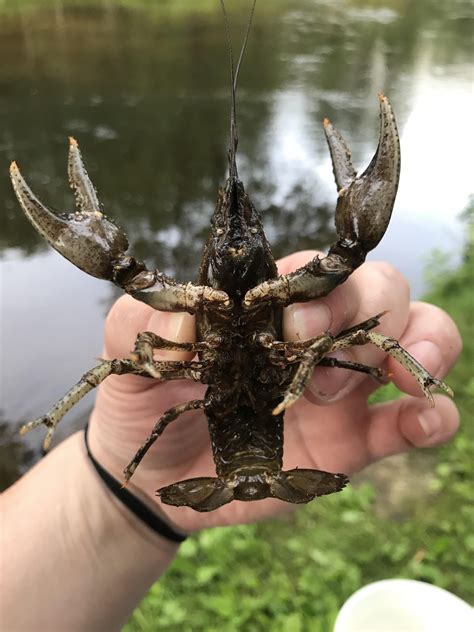 A little crayfish/crawfish/mud bug hunting success while camping in ...