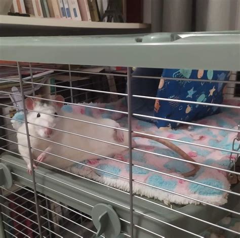 Draw Me Like One Of Your French Rats : r/RATS