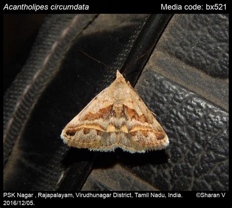 Acantholipes circumdata (Walker, 1858) - | Moths