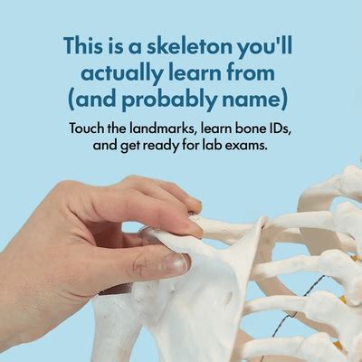 Axis Scientific Life-Size Human Skeleton Model, 56 India | Ubuy