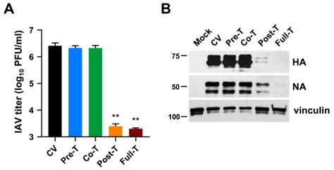 The Novel hDHODH Inhibitor MEDS433 Prevents Influenza Virus Replication by Blocking Pyrimidine ...