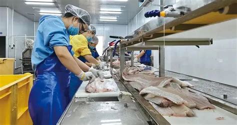 │小榄脆肉鲩│带动3万人就业的“富民鱼”|渔业|中山市|产业园_新浪新闻