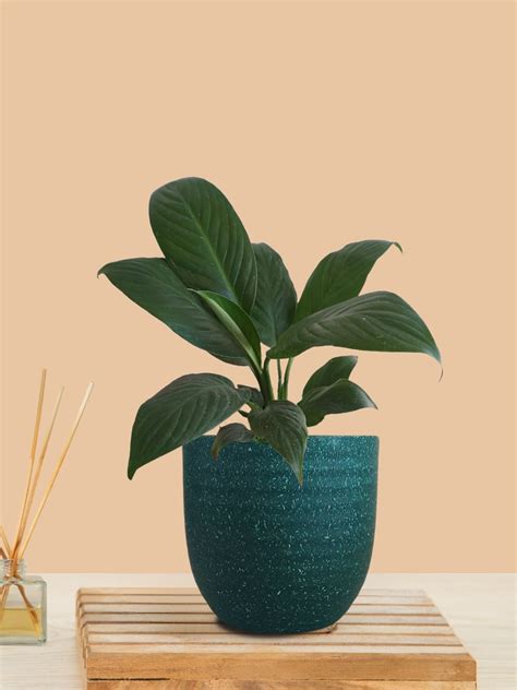 Peace Lily Green (Small) in Eco Pot – Greenkin