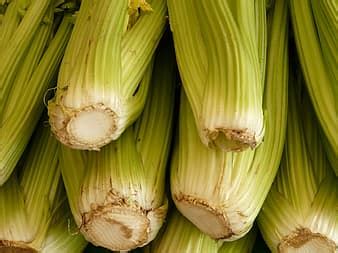 Celery Python Logo 的图像结果