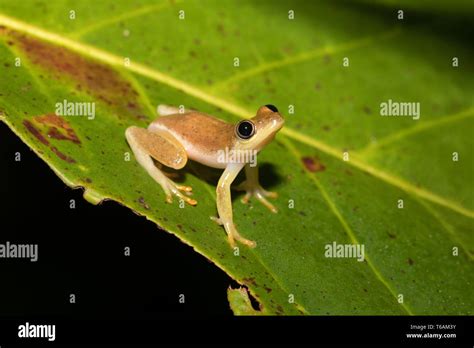 Image result for Yellow Tree Frog
