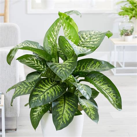 Buy dumb cane Dieffenbachia 'Tropic Snow': Delivery by Waitrose Garden