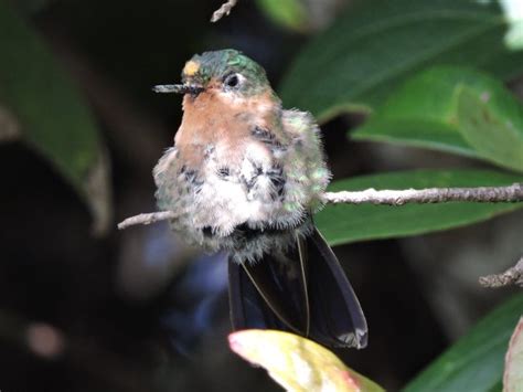 Quetzal Birdwatch (Santa Marta) - 2022 What to Know Before You Go (with ...
