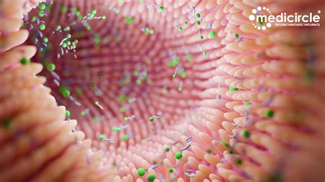 Stress on a Schedule: What Your Gut Bacteria Know That You Don t