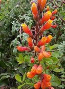 Image result for Chilean Glory Vine