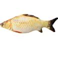 Buy Futurekart Pet Cat Toy Simulation Fish Interactive Kitten Chewing ...