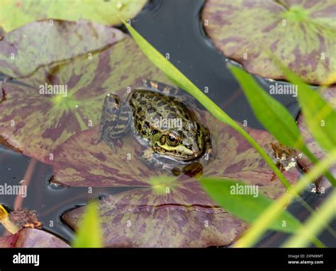 Frogs on water lilies hi-res stock photography and images - Alamy