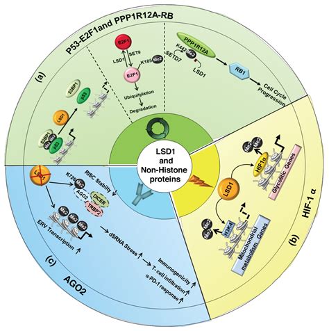 Expanding the Role of the Histone Lysine-Specific Demethylase LSD1 in ...