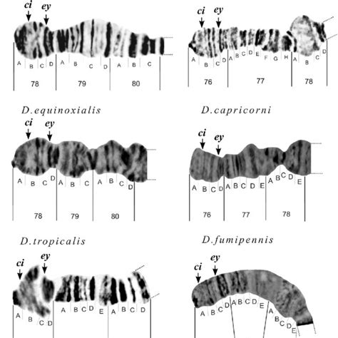Checkers Is Solved -- Schaeffer et al. 317 (5844): 1518 -- Science