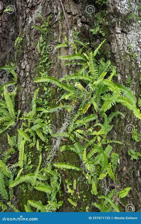 Ferns and Spanish Moss Growing on a Big Old Oak Tree Stock Image ...