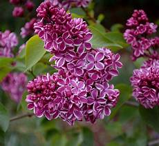 fiori lilla nomi lilacs light in leaves fiori lilla nomi lilacs light in leaves