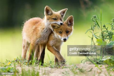 Adorable Baby Fox Pups Playing High-Res Stock Photo - Getty Images