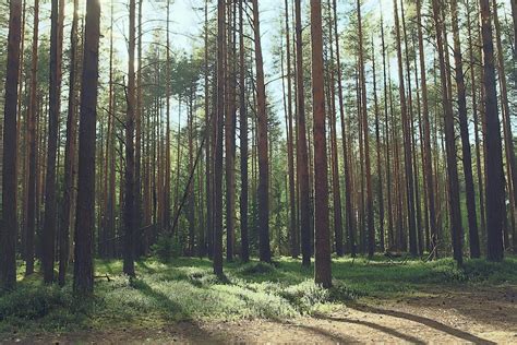 Nature View 的图像结果