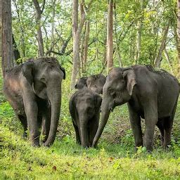 Kakanakote Safari Center, Dammanakatte - Wildlife and safari park ...