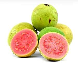 Healthy Vibe Guava plant grown By Air layering And Grafting For Early ...