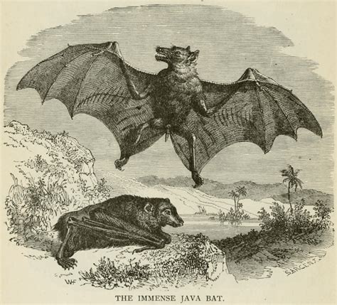 Image result for Star Create First Window Bat with Java