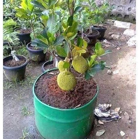 UGALOO Care Live Jack fruit Plant Vietnam Dwarf Variety : Amazon.in ...