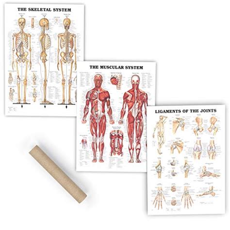 Premium Laminated Anatomy Poster Set 3 Pieces Includes Muscular ...