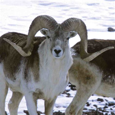 Marco Polo Sheep