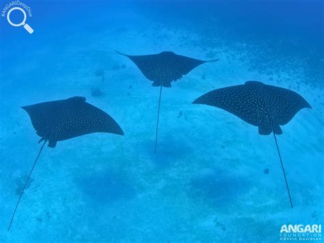 Spotted Eagle Ray (Aetobatus narinari) - ANGARI Foundation