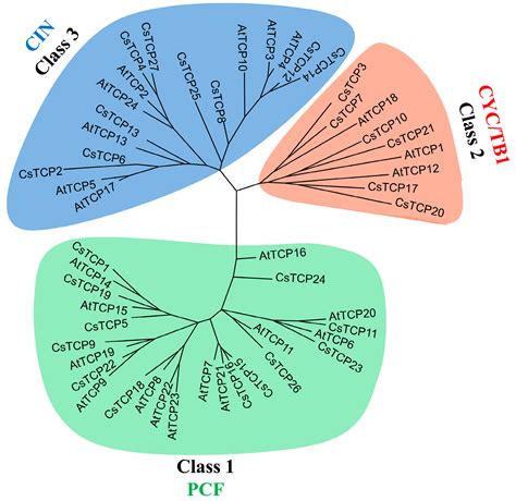 Transcriptome Profile Analysis Reveals that CsTCP14 Induces ...