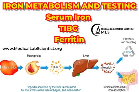 IRON METABOLISM AND TESTING: Serum Iron, TIBC And Ferritin - Medical ...