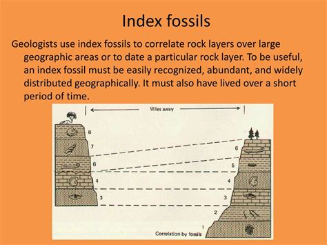 PPT - Chapter 21 Fossils & the Rock Records PowerPoint Presentation ...