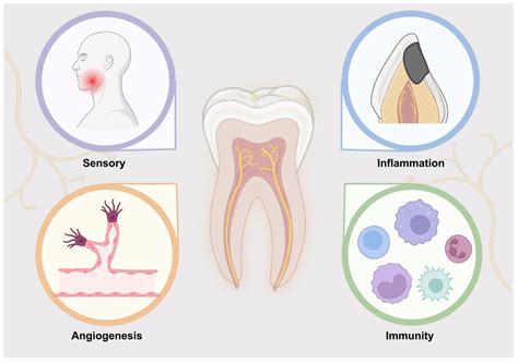Neural Regeneration in Regenerative Endodontic Treatment: An Overview and Current Trends