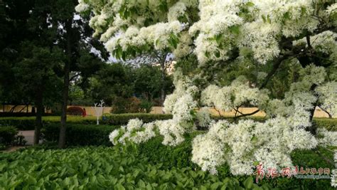 春天开花的树开着白花高清图片下载-正版图片507575552-摄图网