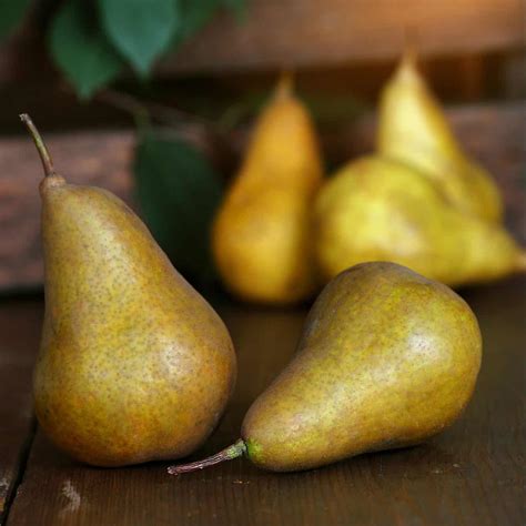 Can Chickens Eat Pears? - Mranimal Farm