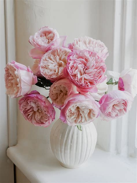 David Austin English Garden Roses - Constance in Light Pink | Hope ...