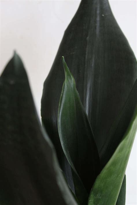 Indoor Plants | Buy Indoor Plants Online for Home – Greenkin