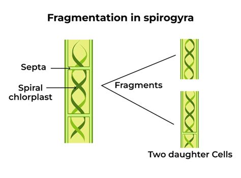 Image result for Fragmentation Def