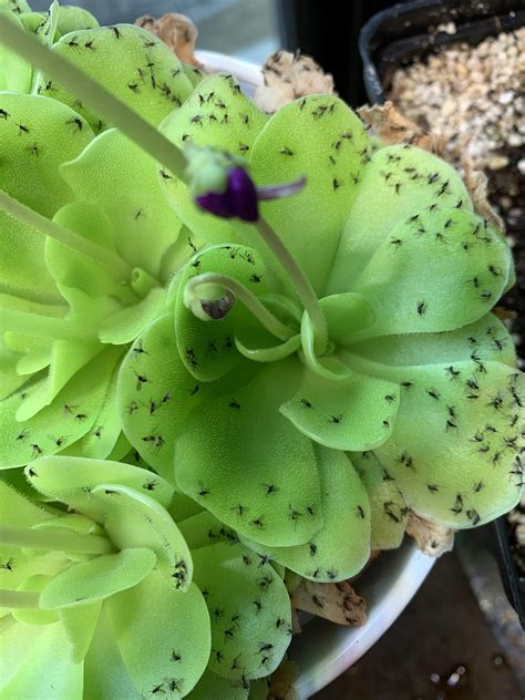 Butterwort Plant Primrose Butterwort (Pinguicula Primuliflora) In A